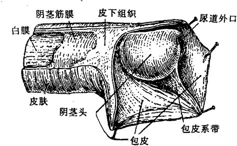 阴茎龟头